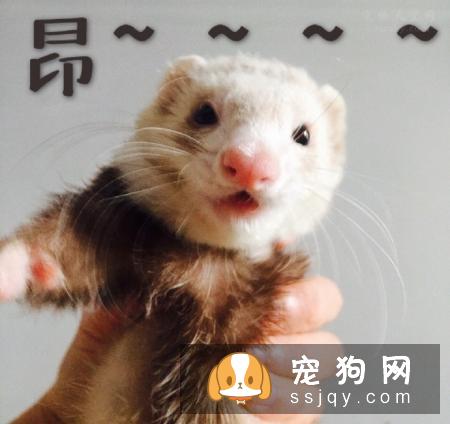 宠物市场越来越好，未来的宠物种类都有哪些？