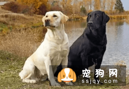 什么宠物狗养的人最多？宠物狗热度排行榜！