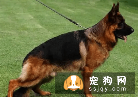什么宠物狗养的人最多？宠物狗热度排行榜！