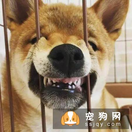 狗狗和主人亲近是什么原因？