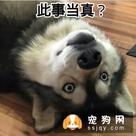 狗是由狼驯化来的,狗对主人好是因为它们本身具有奴性