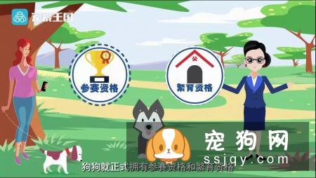 想买纯种犬太难,总是被狗贩子坑?CKU为狗狗打造了五大神器