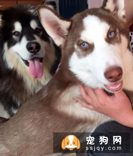 怎么区分哈士奇和阿拉斯加犬？