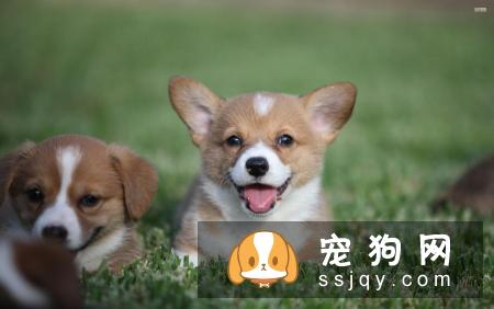 狗狗和主人亲近是什么原因？