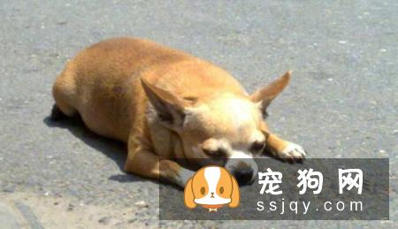 狗狗在夏季应该怎么做好防晒