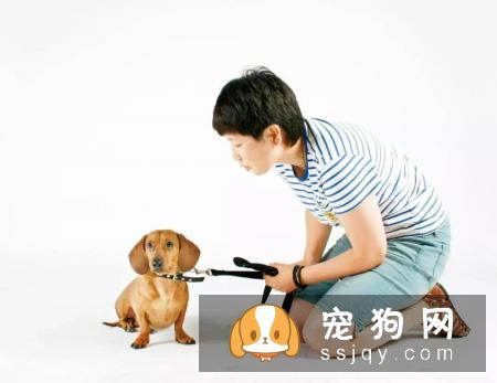 训狗必须掌握的这些基础口令训练，不要再教错了！
