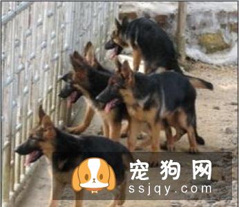 初次养狗需要注意十大事项 让狗狗健康成长的十大要点