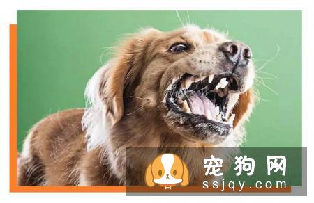 狗狗护食行为跟主人有很大的关系，应该如何改善？