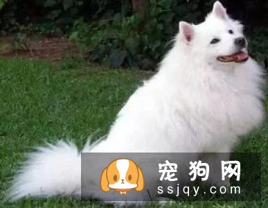 什么宠物认主，最认主的宠物排行榜
