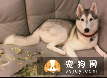 保护沙发不被狗狗抓坏的4个秘诀！