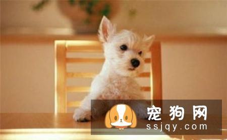 狗狗和主人亲近是什么原因？