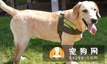 有哪些宠物比较粘人，排名前20的粘人宠物排行榜！