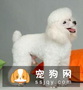 狗狗夏季皮肤病解析【早期症状】