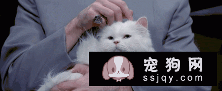 为什么养猫的男生值得交往？