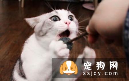 为什么要给猫猫吃草？什么是猫草？