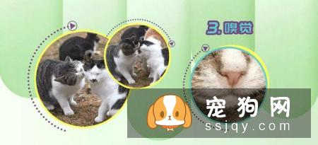 狗狗智商VS猫咪智商，究竟谁比较聪明？