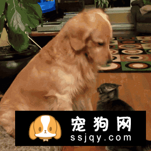猫咪狗狗喜欢的“摸头杀”，还有一层别的意义！