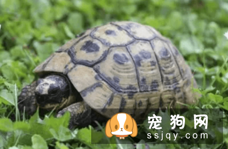 什么宠物认主，最认主的宠物排行榜