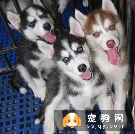 宠物交易平台哪家比较好?主人应该去哪里买狗买猫呢？