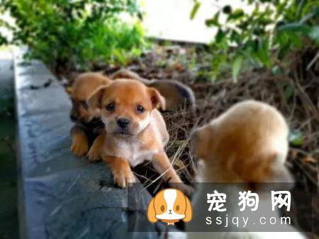 狗狗和主人亲近是什么原因？