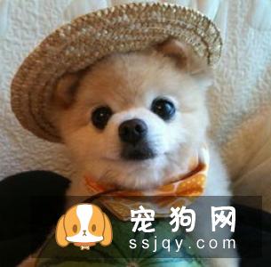 关于狗狗过冬需要注意的一些事项