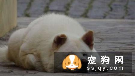 想要保证狗狗有健康的身体，主人应该怎么做？