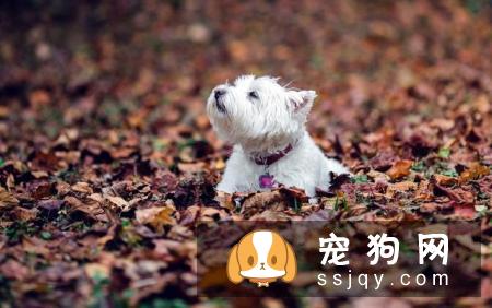 为什么小型犬比大型犬更长寿？