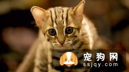 你知道有种动物叫豹猫（孟加拉猫）吗？