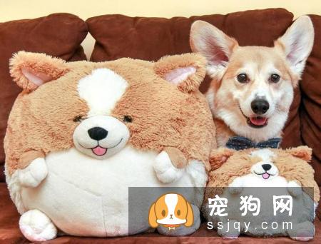 不适合养狗狗的人有哪些？