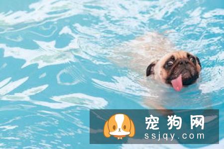 如何教自己家的金毛学会游泳呢？