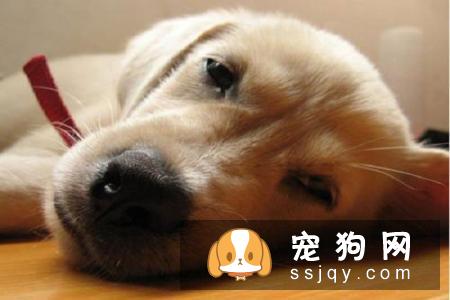 怎样预防宠物犬瘟热传染病？