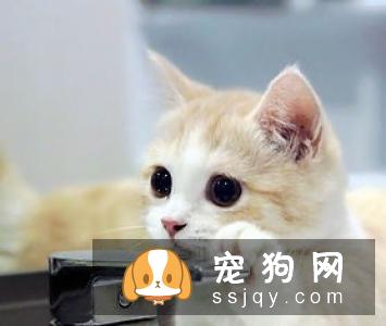 狗狗和猫咪在饮食上原来有这么多不同！