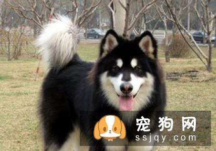 幼犬在什么时候断奶比较好？