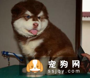 初次养狗需要注意十大事项 让狗狗健康成长的十大要点