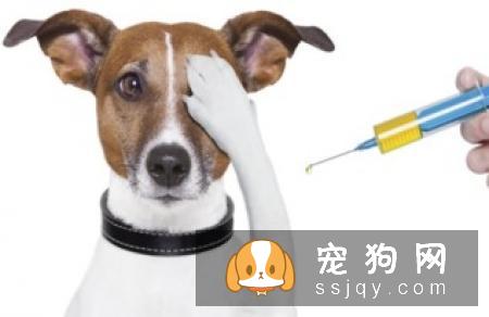 狗狗打什么疫苗？狗狗接种疫苗的年龄和流程