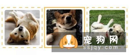 歪头杀,笑颜杀和打滚杀并称小狐狸精狗的三大绝技!