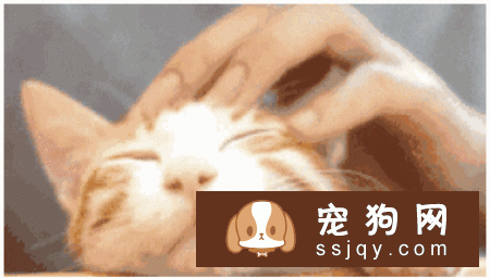 猫咪狗狗喜欢的“摸头杀”，还有一层别的意义！