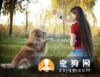狗狗发烧了怎么办 狗狗发烧治疗办法