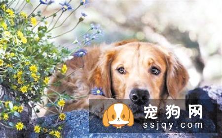 狗狗护食行为跟主人有很大的关系，应该如何改善？