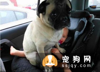 养狗前和养狗后会有什么变化？