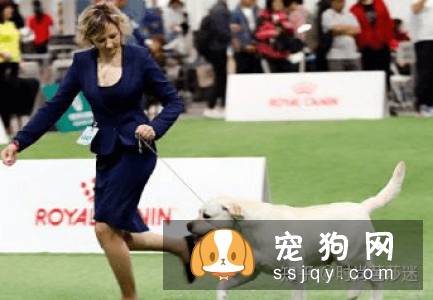 学会怎么科学喂养， 你的拉布拉多离赛级犬不远了