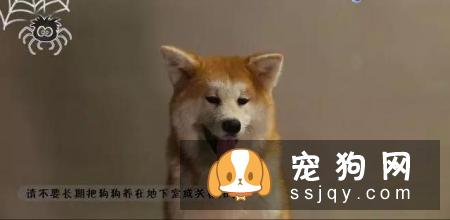 最伤的7种养狗方式，你做过几种？