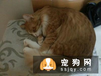 新任铲屎官必看：幼犬饲养指南