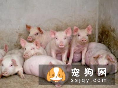 夏季高温来袭，如何避免狗狗中暑，这些方法学起来！