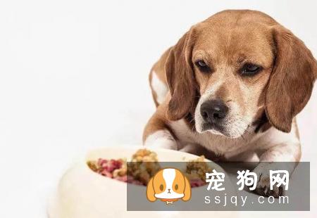 我的狗狗为什么放屁特别臭？