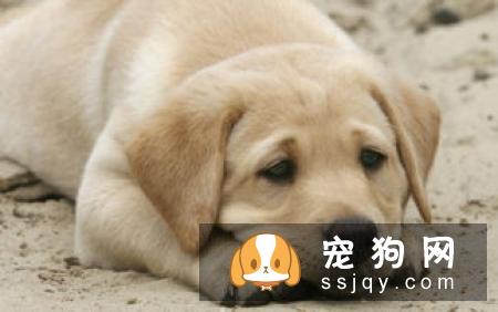 狗拉肚子什么原因 狗拉肚子拉稀怎么办