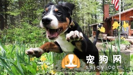 歪头杀,笑颜杀和打滚杀并称小狐狸精狗的三大绝技!