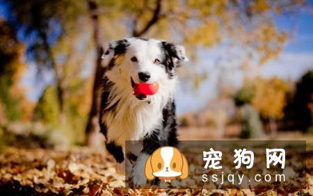 为什么小型犬比大型犬更长寿？