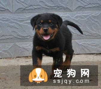 怎样让宠物狗保持身体健康