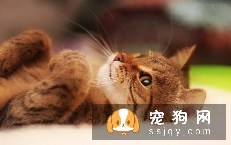 辟谣：我家宠物吃非常贵的宠粮，住得也不错，它很幸福！